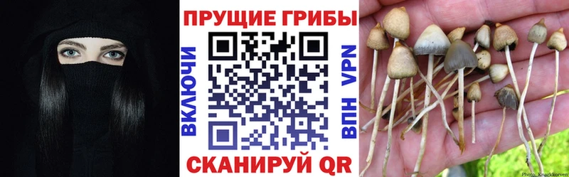 Галлюциногенные грибы мицелий  как найти   Шимановск 